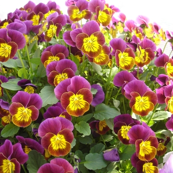 Viola cornuta Skippy XL 'Red-Gold' (063302)