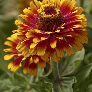 Zinnia elegans Zowie!™ 'Yellow Flame' (063304)