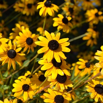 Rudbeckia fulgida var. fulgida '' (063343)