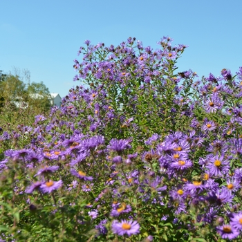 Symphyotrichum (Aster) novae 'angliae' (063345)