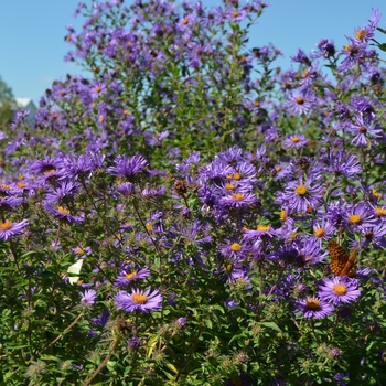 Symphyotrichum (Aster) novae 'angliae' (063347)