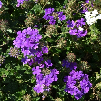 Verbena Temari 'Blue' (063348)