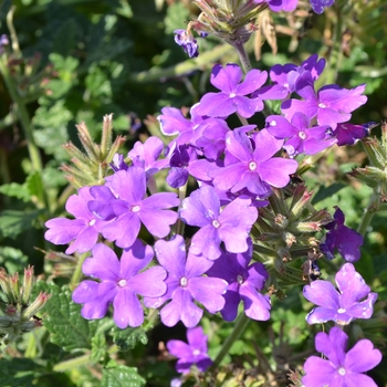 Verbena Temari 'Blue' (063350)