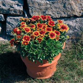 Gaillardia 'Arizona Sun' (063367)