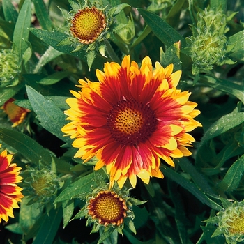 Gaillardia 'Arizona Sun' (063368)