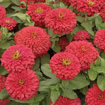 Zinnia elegans Magellan™ '' (063374)