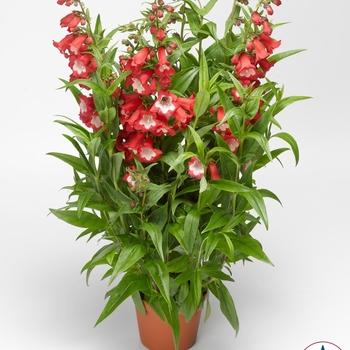 Penstemon hartwegii Arabesque™ '' (063384)