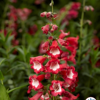 Penstemon hartwegii Arabesque™ '' (063385)