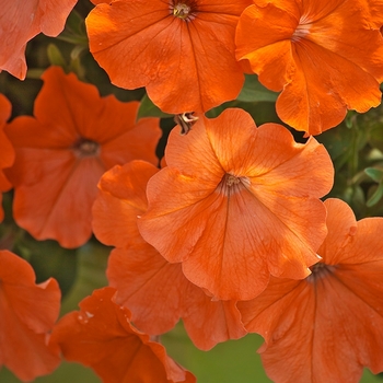 Petunia 'African Sunset™' (063387)