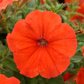 Petunia 'African Sunset™' (063388)