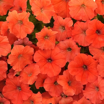 Petunia 'African Sunset™' (063390)