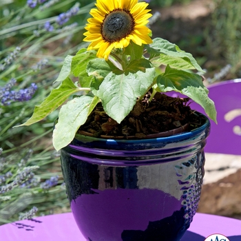 Helianthus annuus 'Suntastic Yellow with Black Center' (063393)