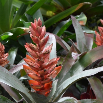 Neoregelia 'Malbec' (063404)