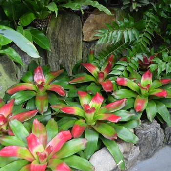 Neoregelia 'Green Apples' (063407)