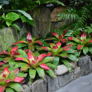 Neoregelia 'Green Apples' (063409)