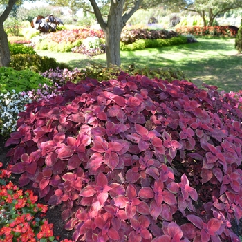 Coleus 'Redhead' (063410)