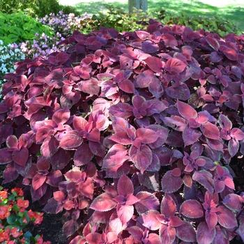 Coleus 'Redhead' (063411)