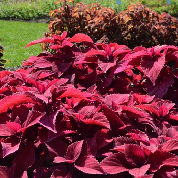 Coleus 'Redhead' (063412)