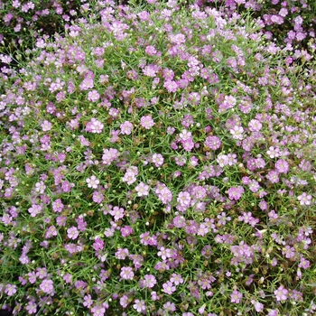 Gypsophila muralis 'Gypsy Deep Rose' (063421)