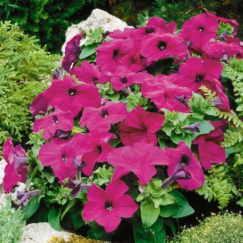 Petunia grandiflora 'Limbo Violet' (063426)