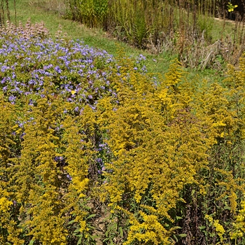 Solidago nemoralis '' (063472)