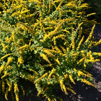 Solidago sphacelata 'Golden Fleece' (063476)