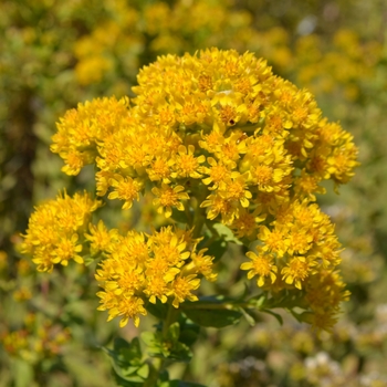 Solidago rigida '' (063481)