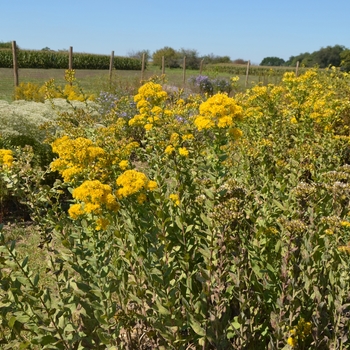 Solidago rigida '' (063484)