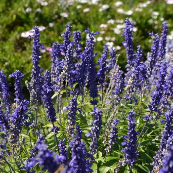 Salvia farinacea Cathedral™ 'Deep Blue' (063485)