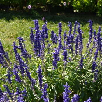 Salvia farinacea Cathedral™ 'Deep Blue' (063486)