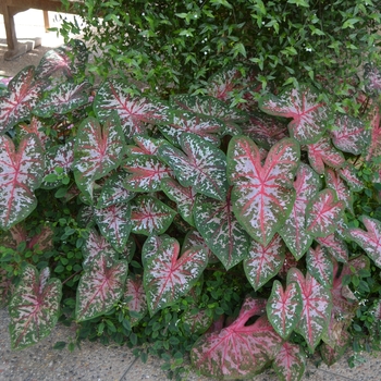 Caladium x hortulanum 'Carolyn Whorton' (063529)