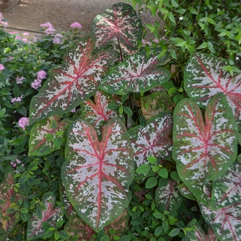 Caladium x hortulanum 'Carolyn Whorton' (063530)