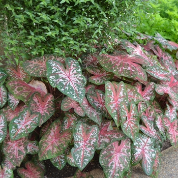 Caladium x hortulanum 'Carolyn Whorton' (063531)