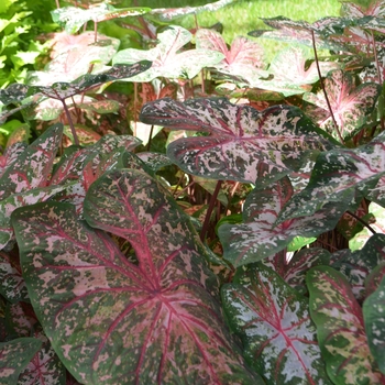 Caladium x hortulanum 'Carolyn Whorton' (063533)