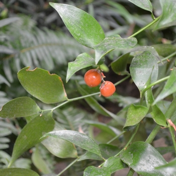 Danae 'racemosa' (063535)