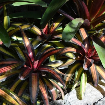 Neoregelia 'Margaret' (063544)