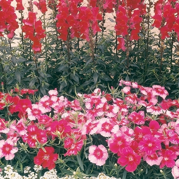 Dianthus chinensis Corona™ 'Cherry Magic' (063546)