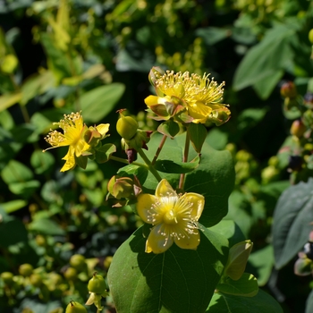 Hypericum 'Go Emerald' (063620)