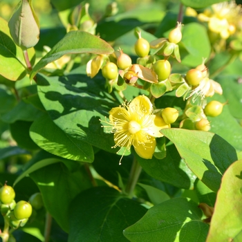 Hypericum 'Go Forest' (063622)