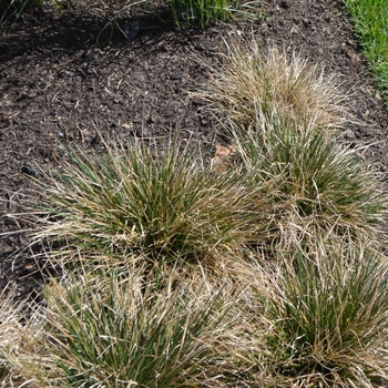 Deschampsia cespitosa '' (063639)