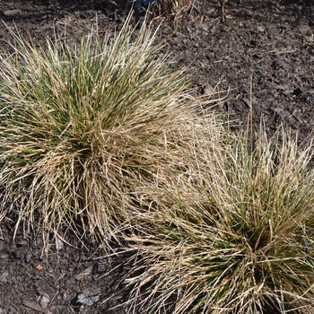 Deschampsia cespitosa '' (063640)