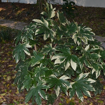 Fatsia japonica 'Variegata' (063695)