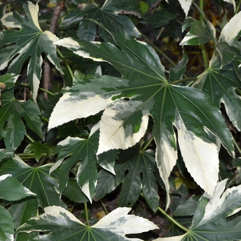 Fatsia japonica 'Variegata' (063696)