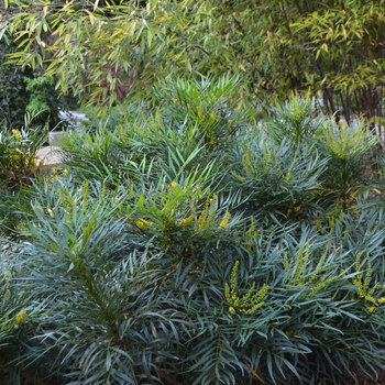 Mahonia eurybracteata 'Soft Caress' (063699)