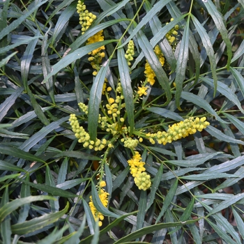 Mahonia eurybracteata 'Soft Caress' (063700)