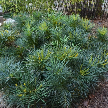 Mahonia eurybracteata 'Soft Caress' (063701)