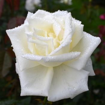 Rosa 'Honor' (063744)