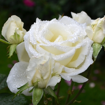 Rosa 'Honor' (063745)