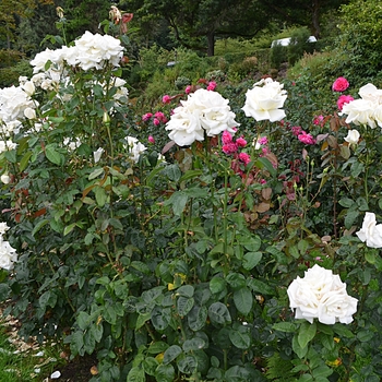 Rosa 'Honor' (063746)