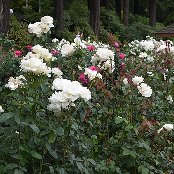 Rosa 'Honor' (063748)